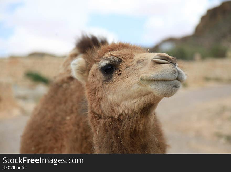 Young camel head in the desert