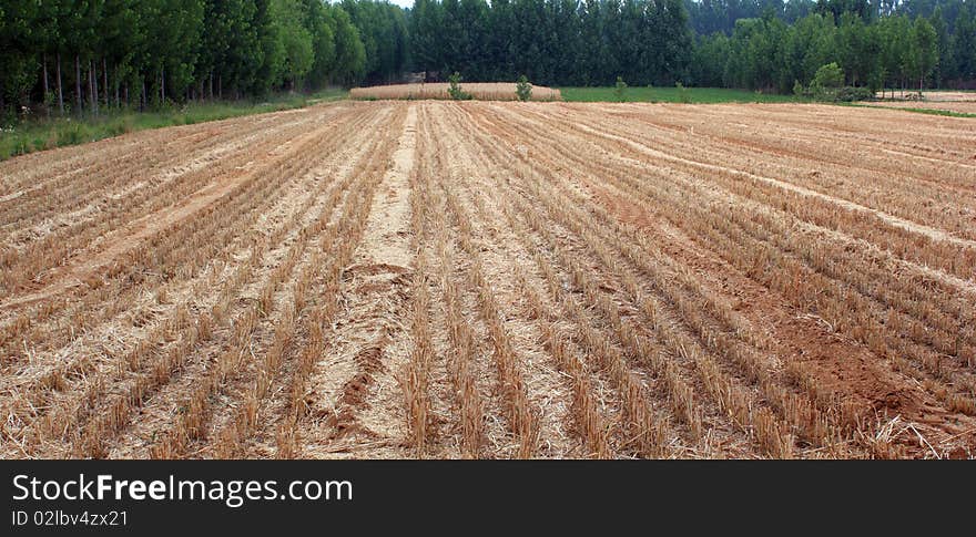 The wheat has been harvested