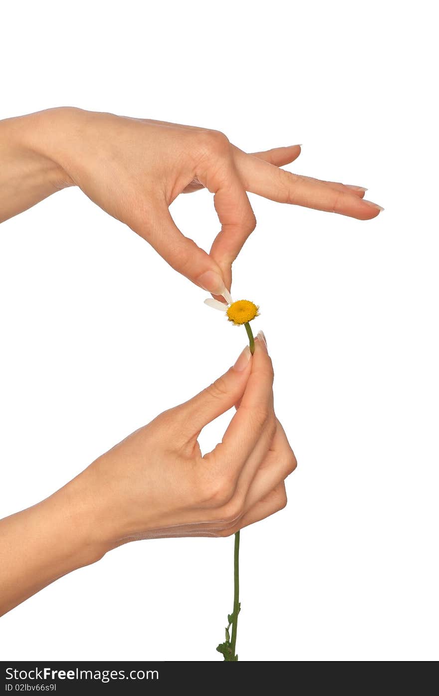 Loves or not loves me, plucking off the petals of a chamomile. Loves or not loves me, plucking off the petals of a chamomile