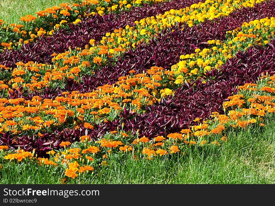 Field of different colors flowers. Field of different colors flowers