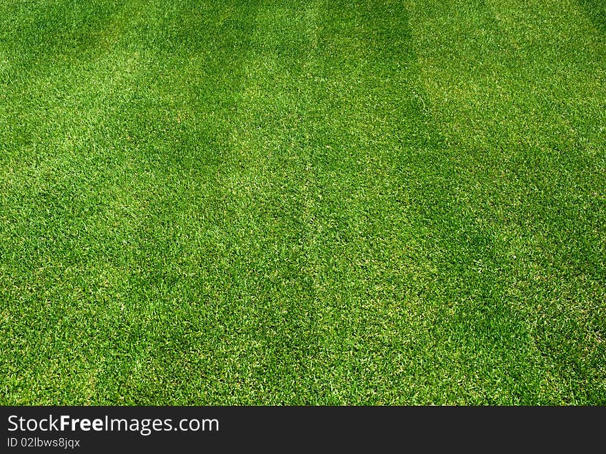 Field of fresh green grass. Field of fresh green grass