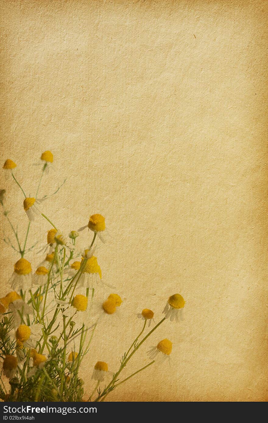 Vintage floral paper textures. chamomile