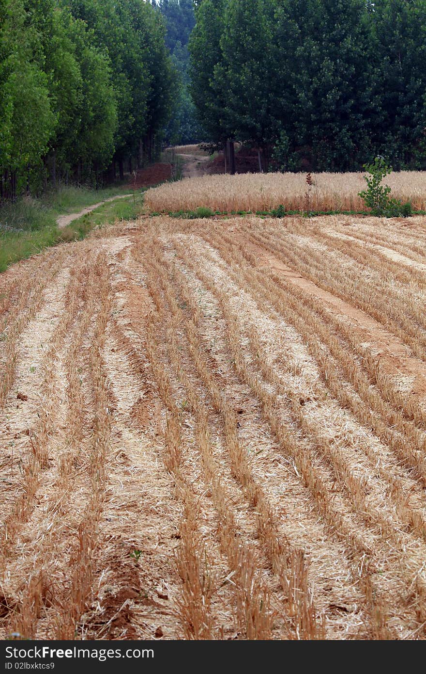 The wheat has been harvested. The wheat has been harvested.