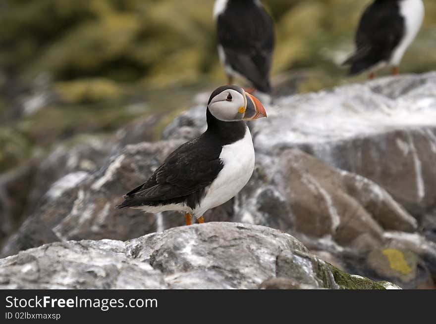 Puffin With Bright Orange Beak