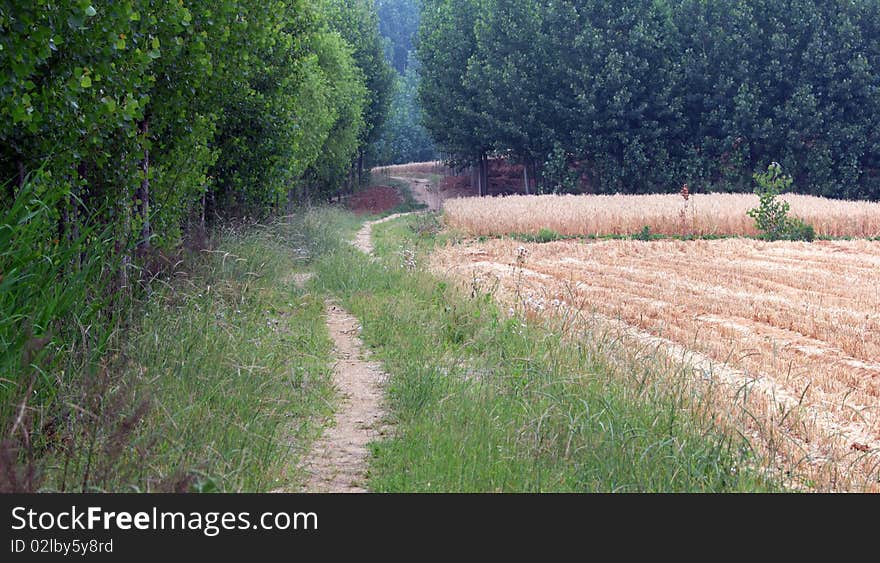 Fields and woods