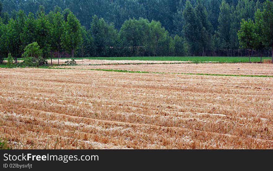 Wheat fields and poplar woods