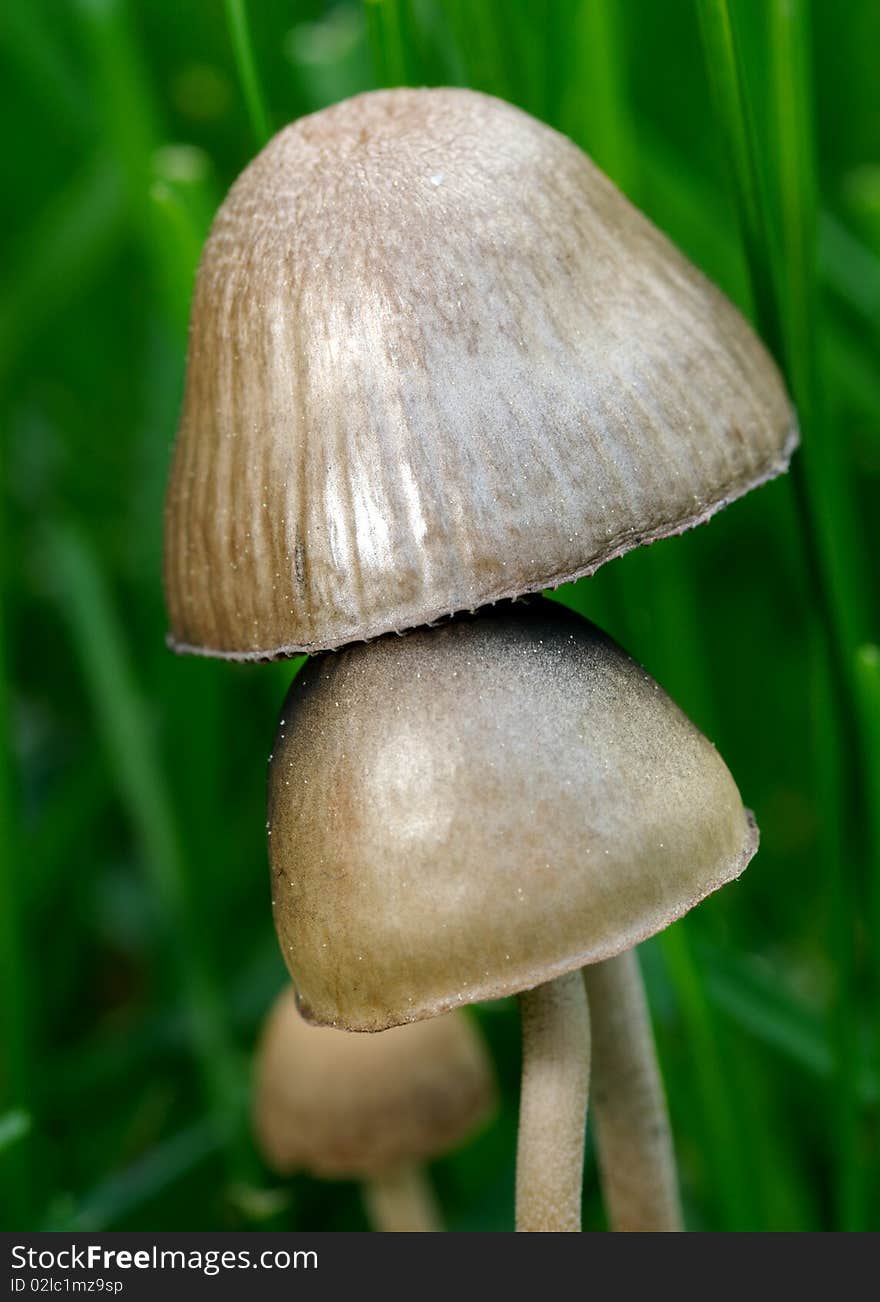 A macro photo of a pair of mushrooms, surrounded by green grass. A macro photo of a pair of mushrooms, surrounded by green grass