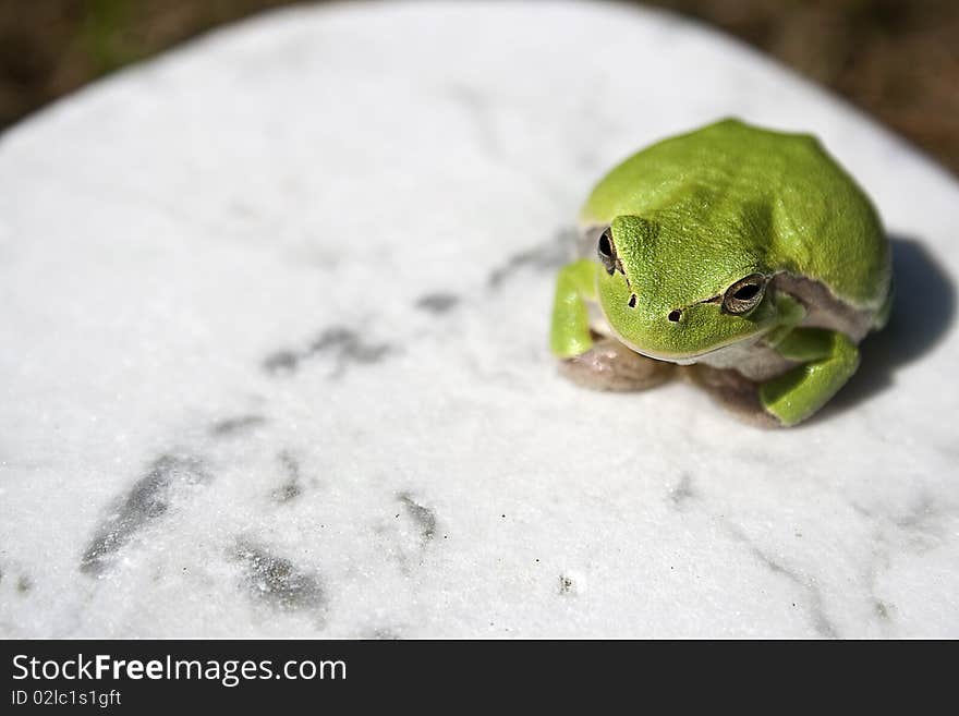 Treefrog