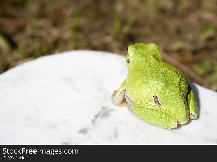 Treefrog