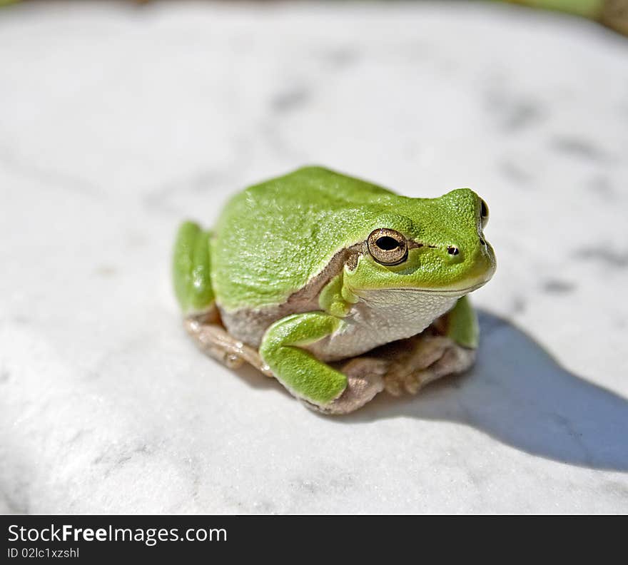 Treefrog