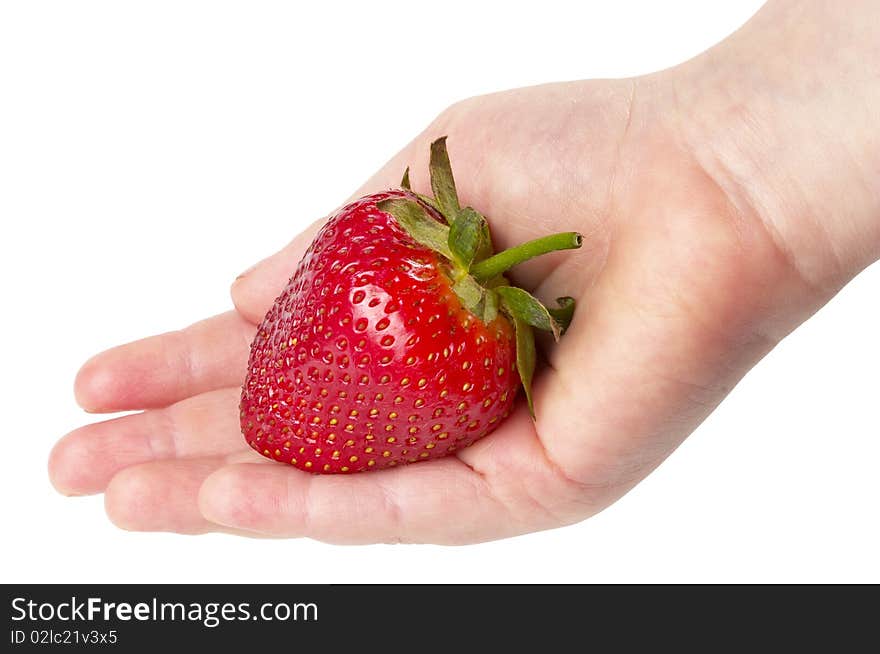 Ripe strawberry in the child's hand isolated over white background. Ripe strawberry in the child's hand isolated over white background