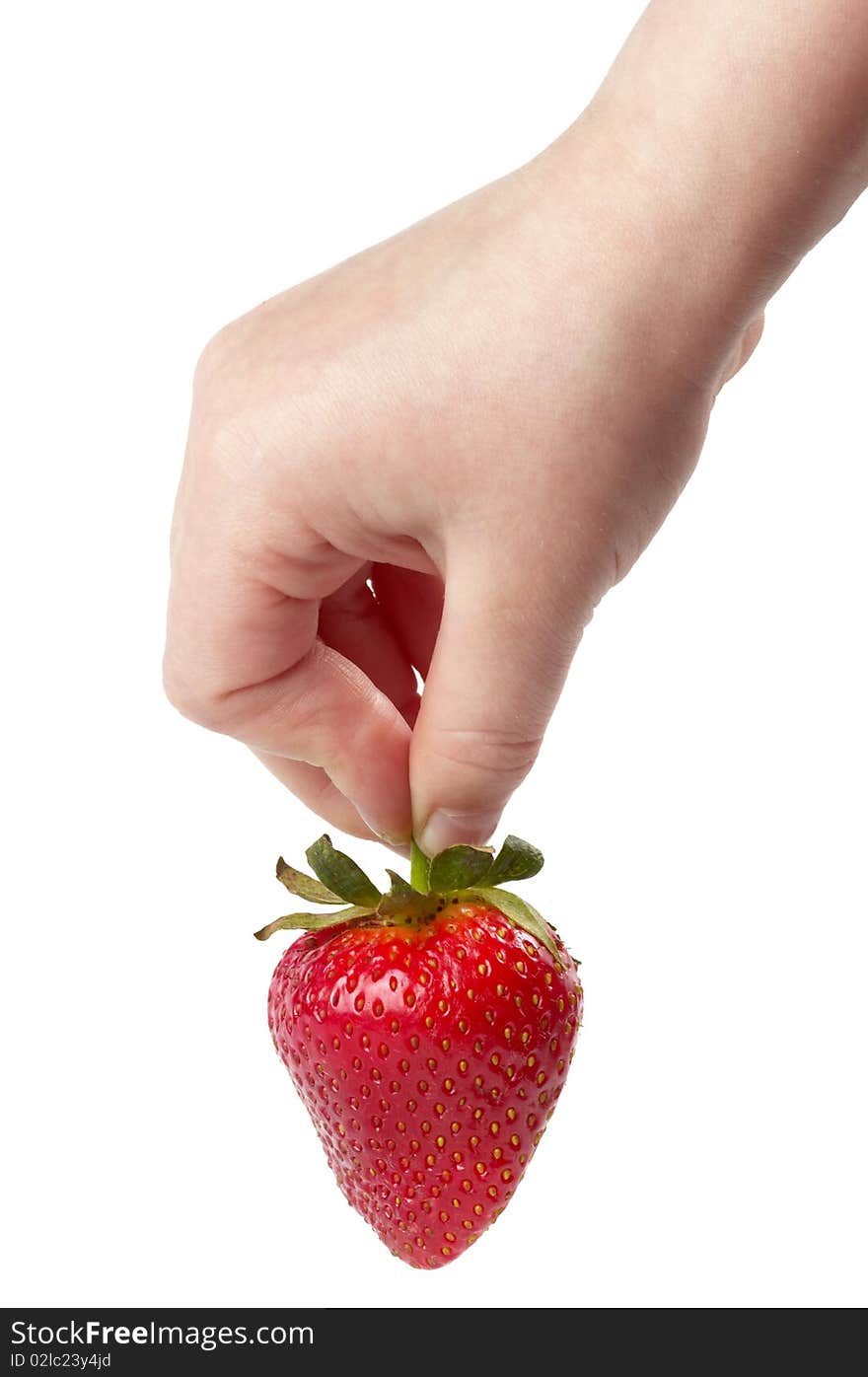 Ripe strawberry hanging on child's fingers  isolated over white background. Ripe strawberry hanging on child's fingers  isolated over white background