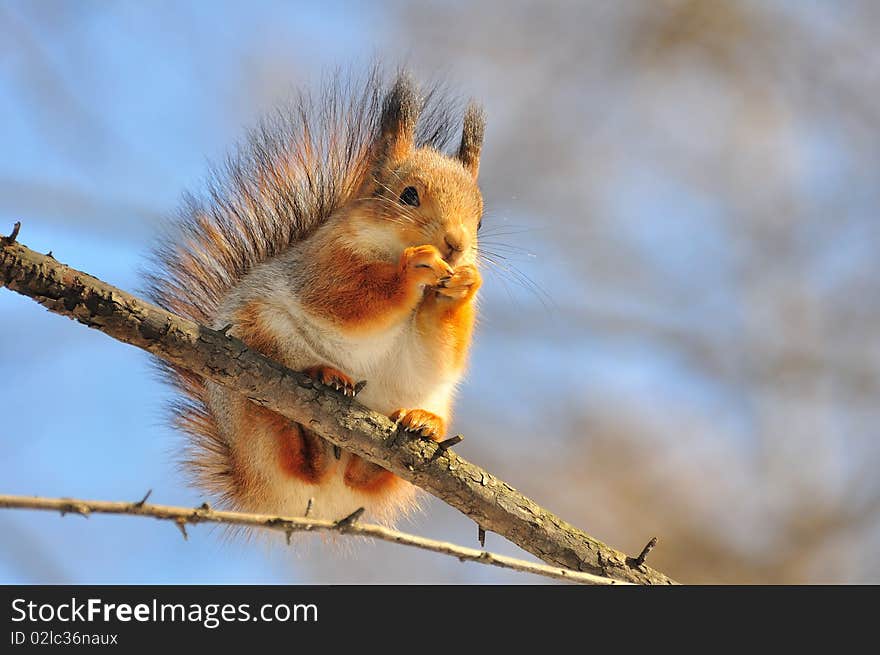 Red squirrel on a tree.