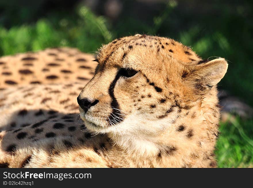 Cheetah