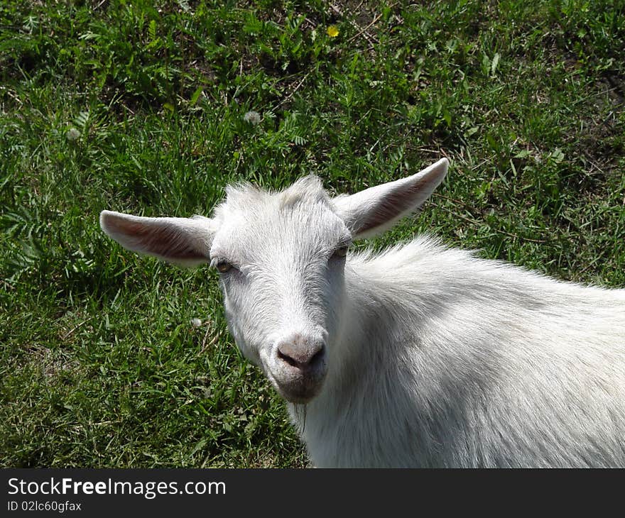 Head of goats on a background of green grass