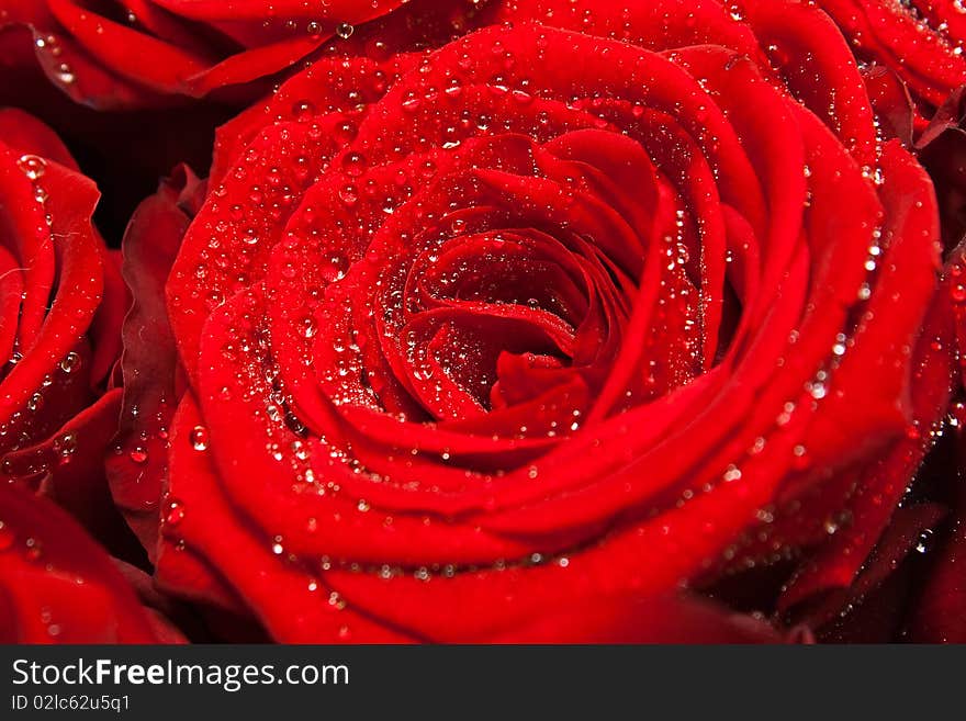 Red rose with water drops