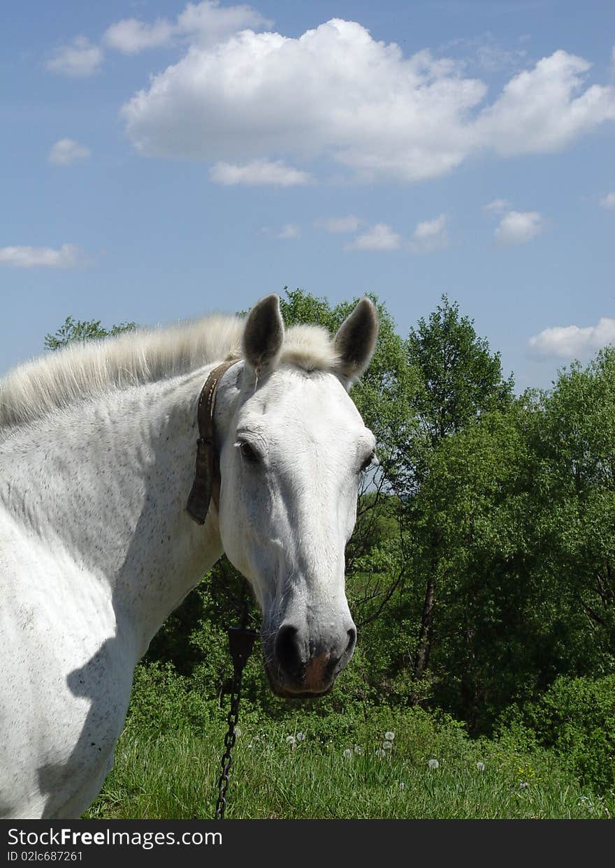 Head of the white horse on a background of green pasbischa