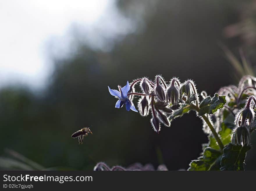 Bee and borage in back light