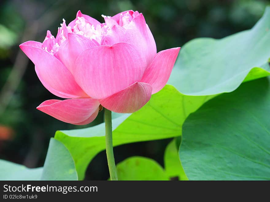 Lotus Flower