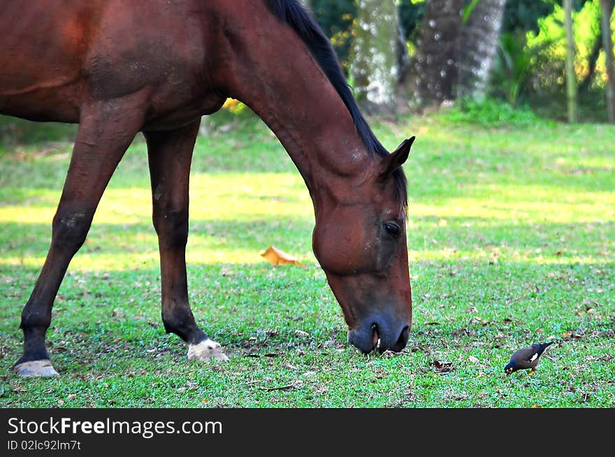 A horse and a bird feeding next to each other. A horse and a bird feeding next to each other.