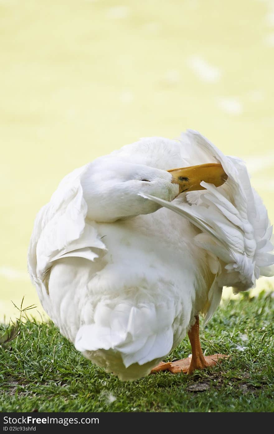 A morning preening goose