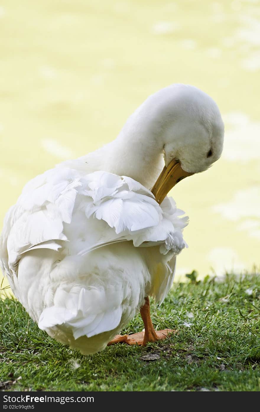 A morning preening goose