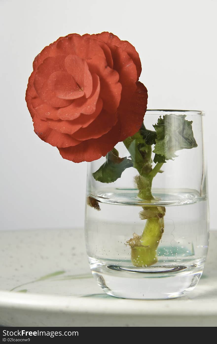 This image shows a small flower in a glass,. This image shows a small flower in a glass,