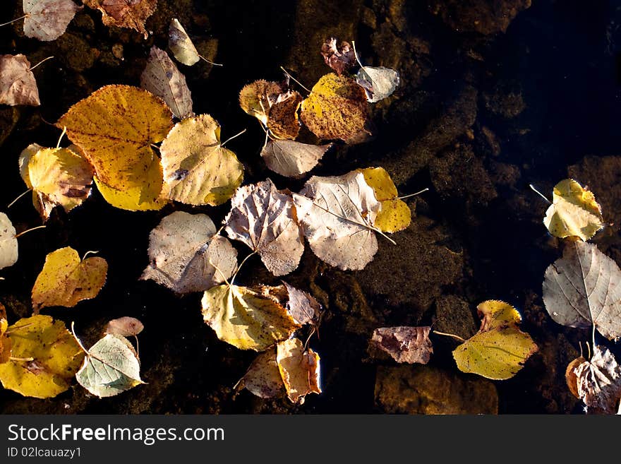 Golden fall leaves in dark water