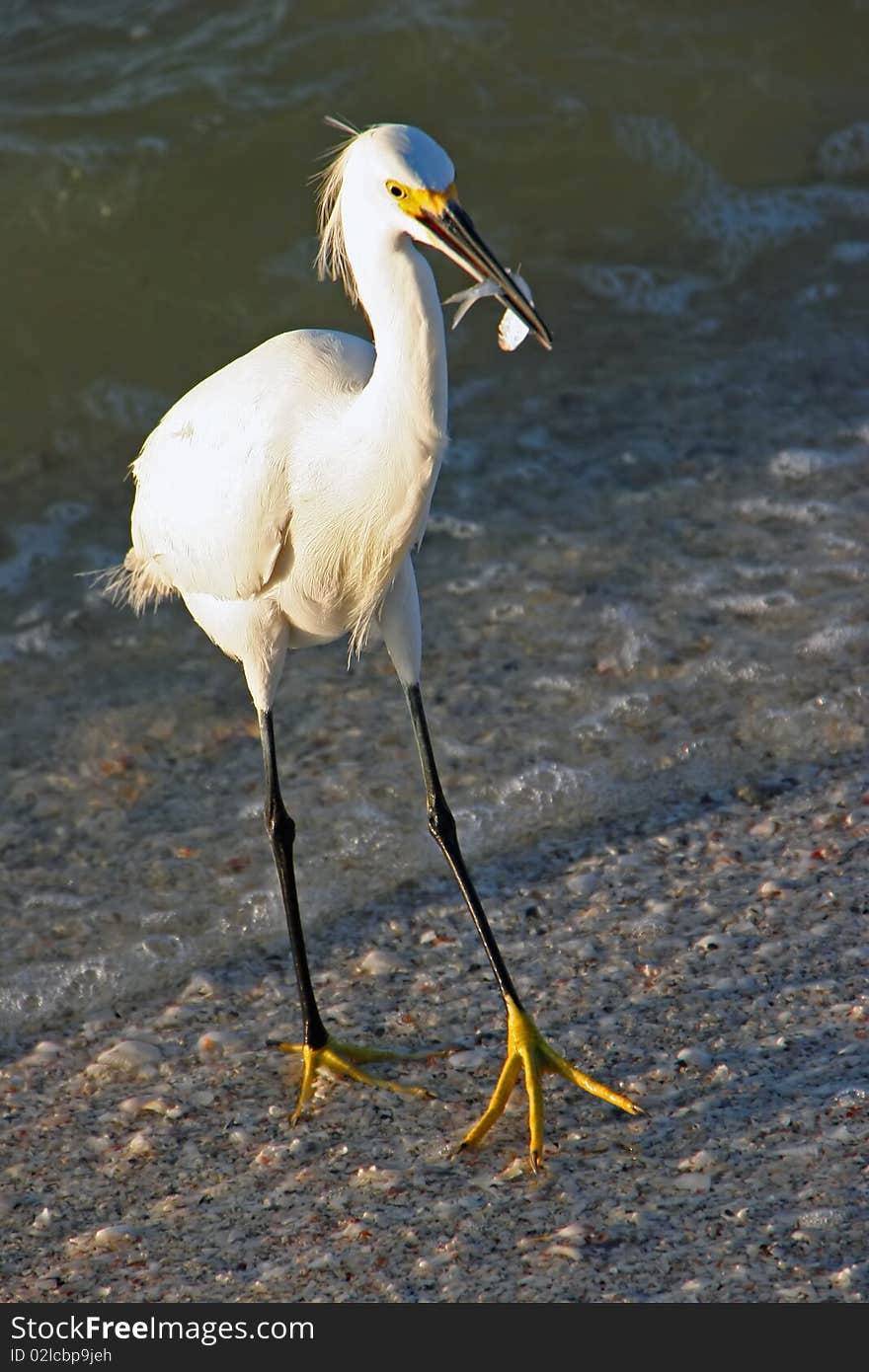 Snowy Egret with fish in beak Sanibel Florida