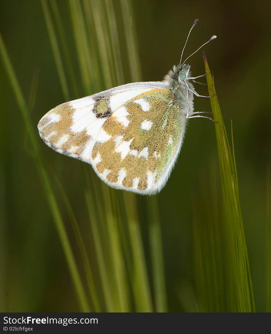 Bath white / Pontia daplidice