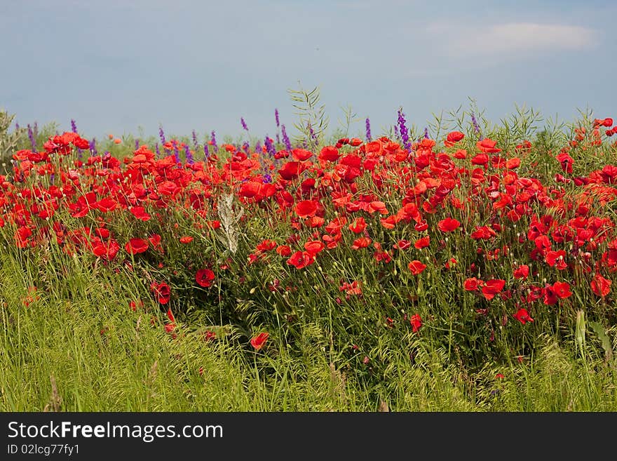 Red poppies on green field