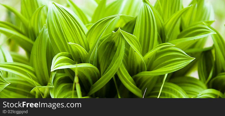 Green vital plant close up