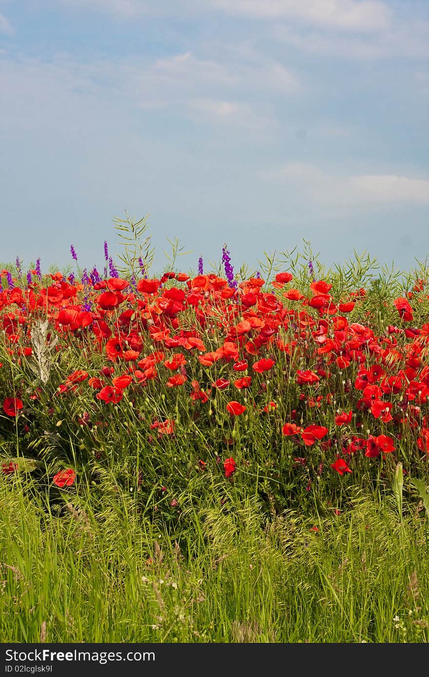 Red poppies on green field