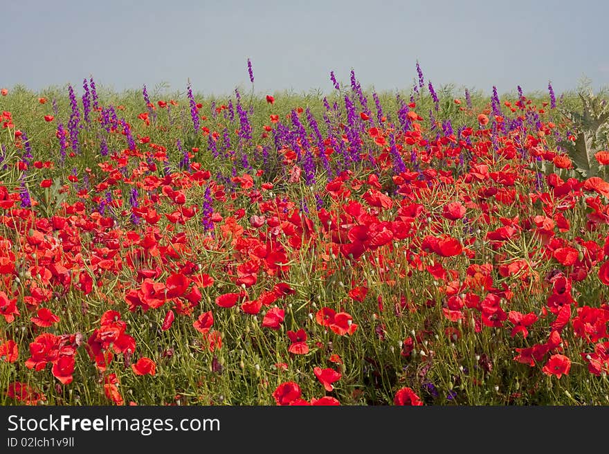 Red poppies on green field