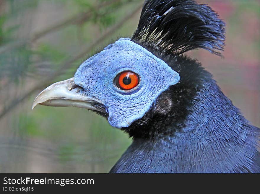 Malayen hood pheasant