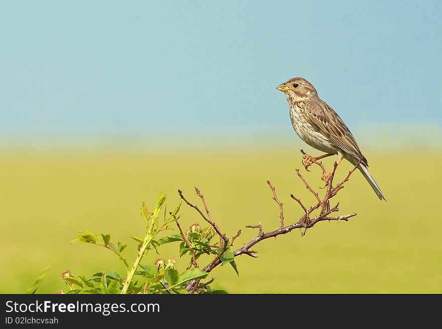 Corn Bunting ( Miliaria calandra )