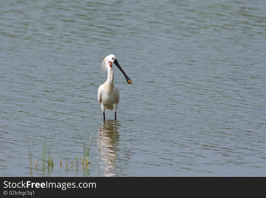 Spoonbill (Platalea leucorodia)