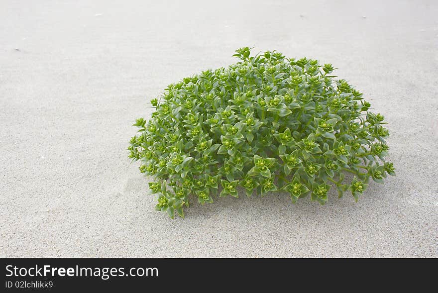 Plant on the sand in the dry desert. Plant on the sand in the dry desert.