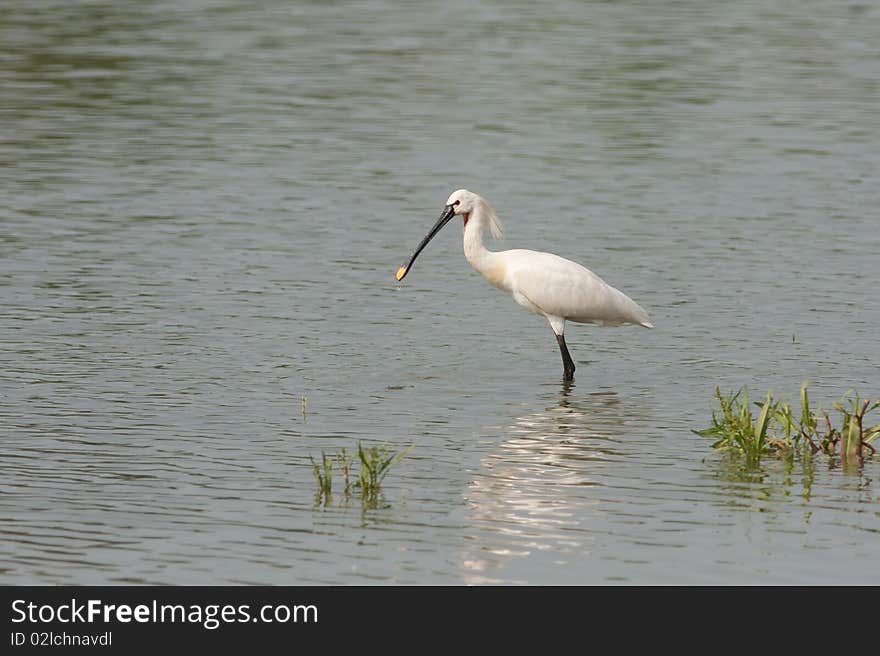 Spoonbill (Platalea leucorodia)