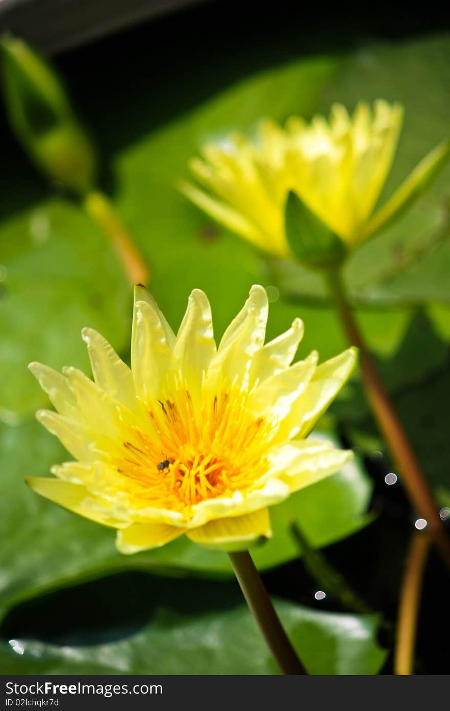 A yellow lotus on blur background