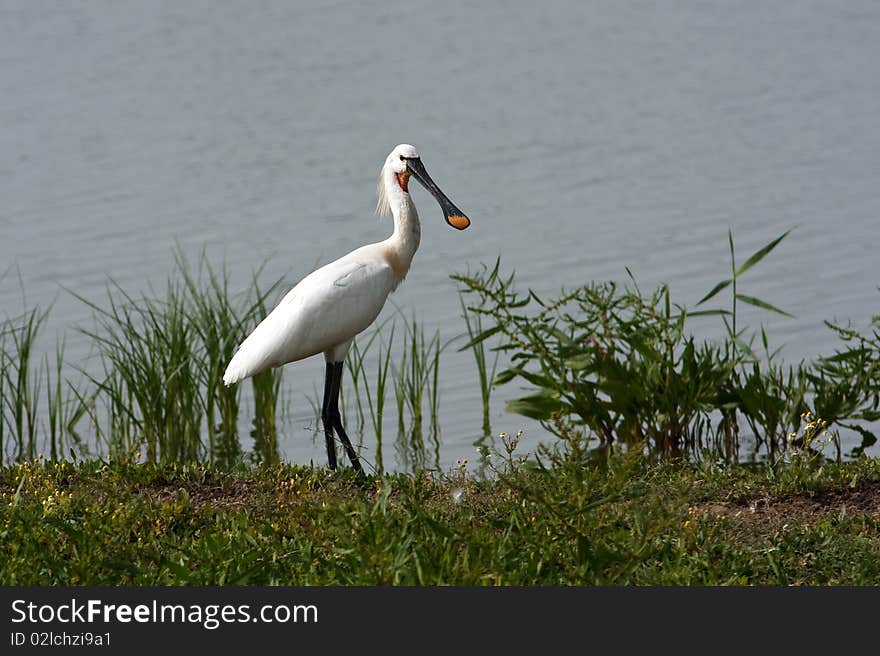 Spoonbill (Platalea leucorodia)