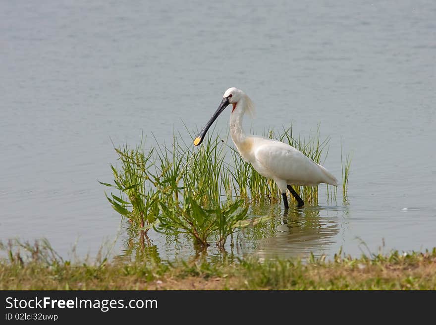 Spoonbill (Platalea Leucorodia)