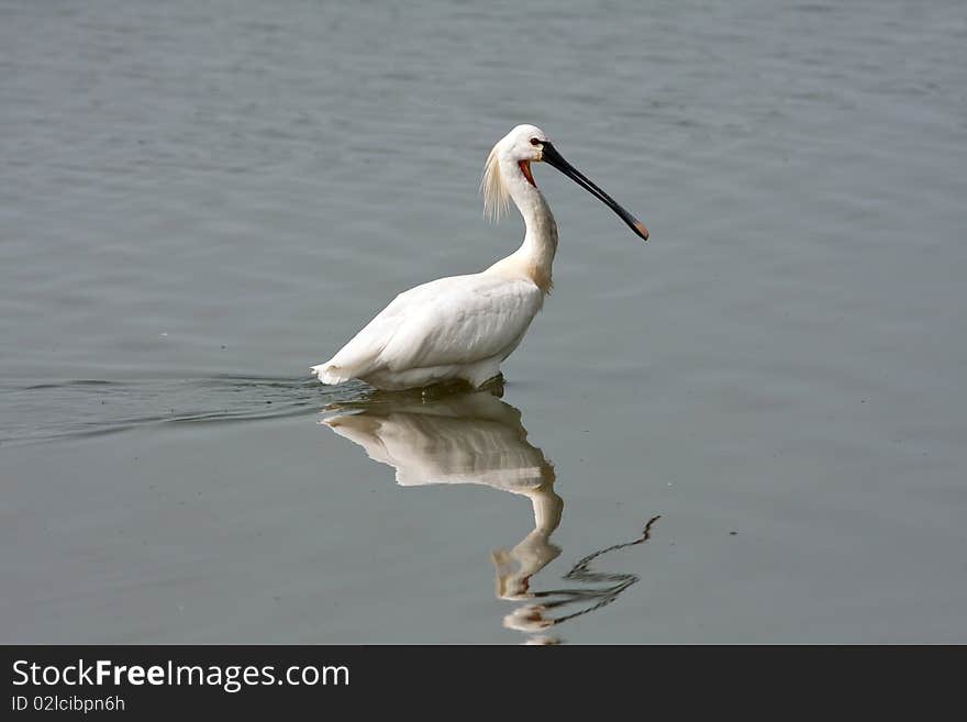 Spoonbill (Platalea Leucorodia)