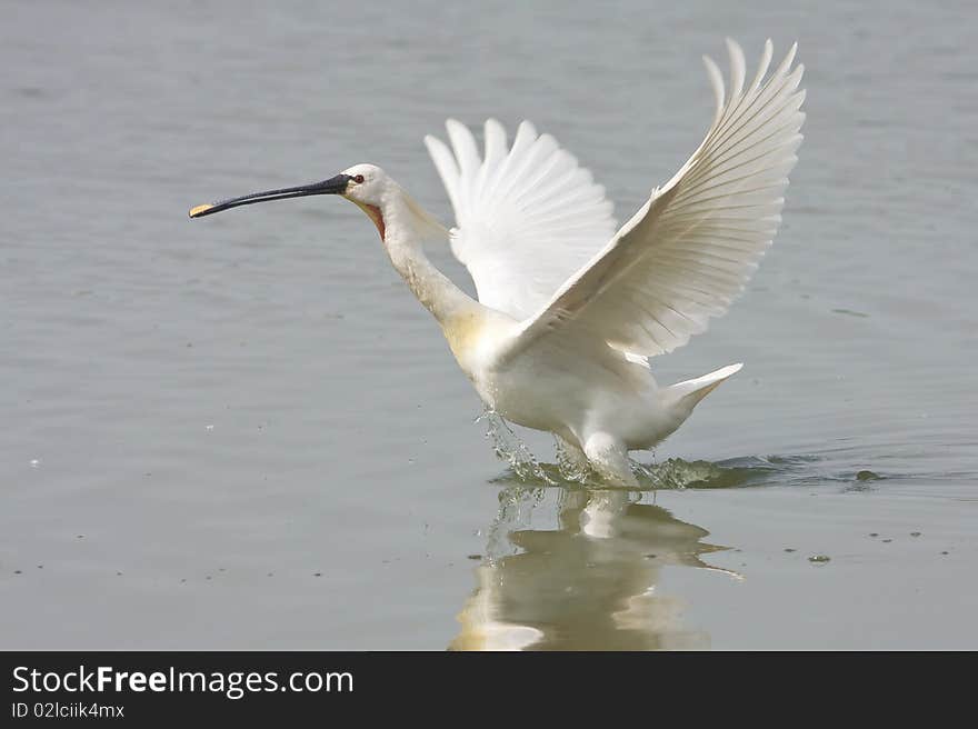 Spoonbill (Platalea leucorodia)