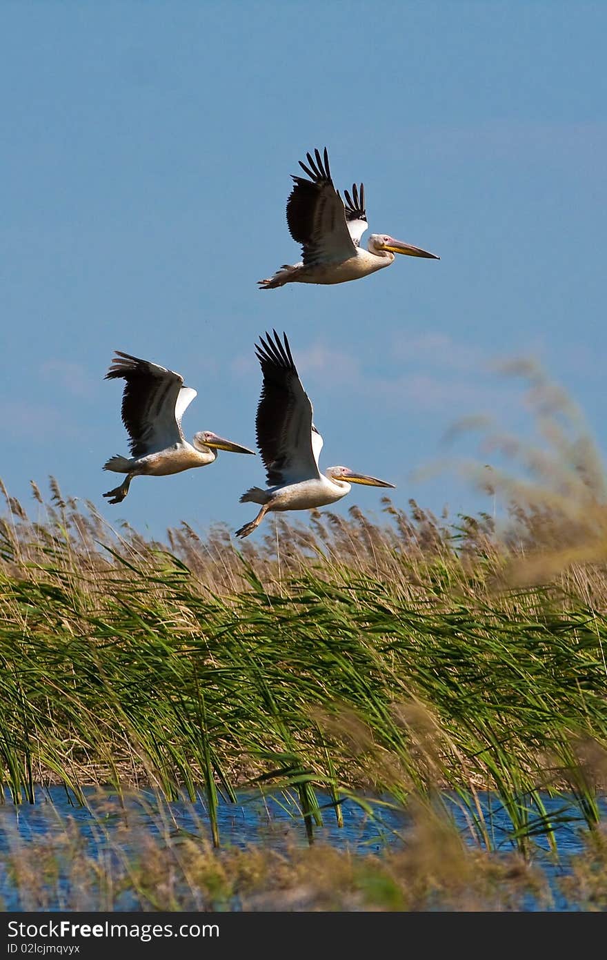 Pelicans (pelecanus onocrotalus)