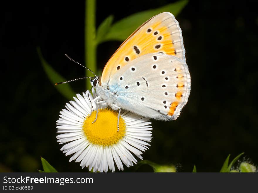 Lycaena (Chrysophanus) Dispar Rutilus (female)