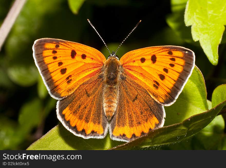 Lycaena (Chrysophanus) dispar rutilus (female). Lycaena (Chrysophanus) dispar rutilus (female)