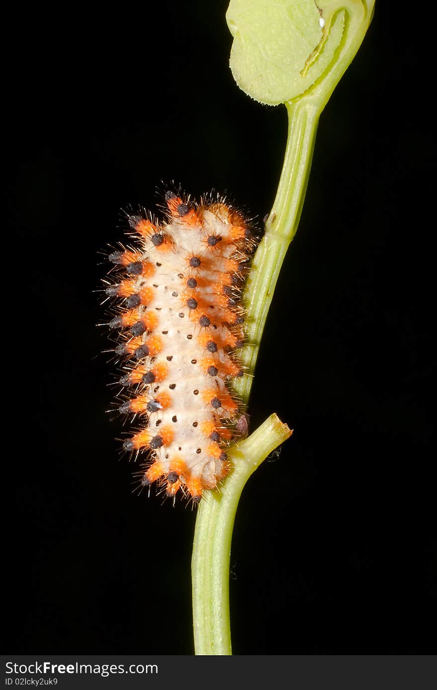 Butterfly Southern Festoon caterpillar / Zerynthia polyxena