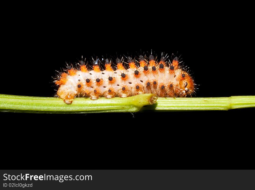 Butterfly Southern Festoon caterpillar