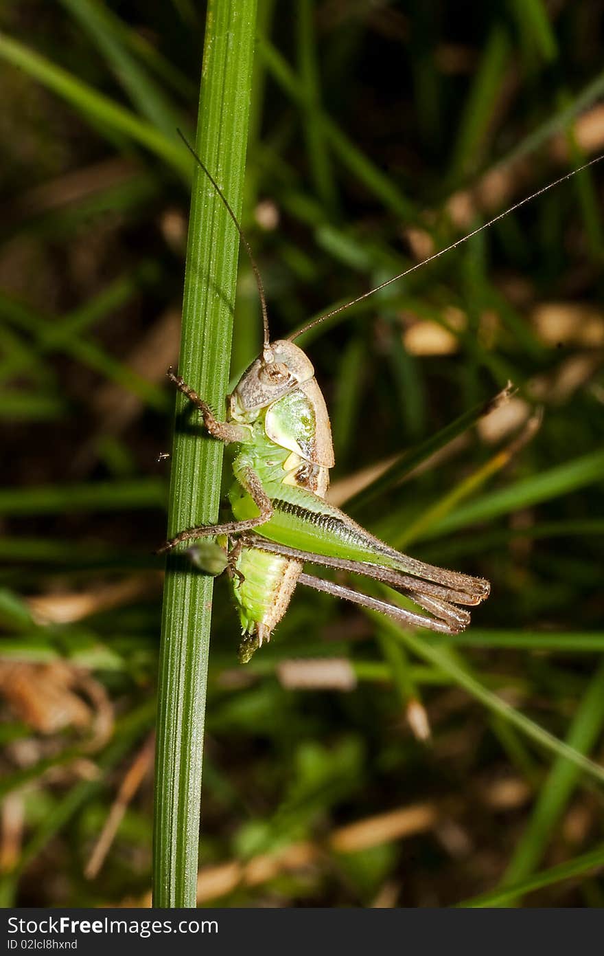 A green grasshopper on the grass - close-up